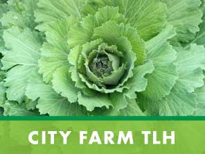 city farm TLH